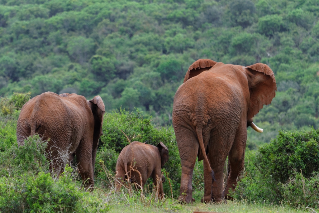 06 - Addo Elephant NP (10).jpg